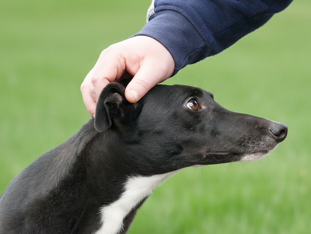 A person in a navy jacket gently pets a black and white dog on its head outdoors with a green grass background.