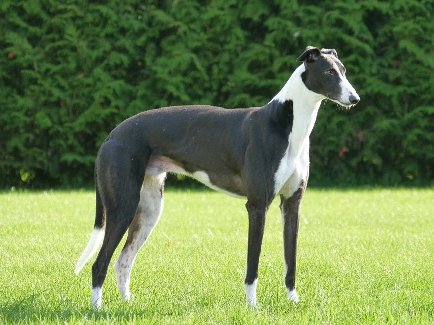 A black and white Italian Greyhound standing on a grassy field with green trees in the background.