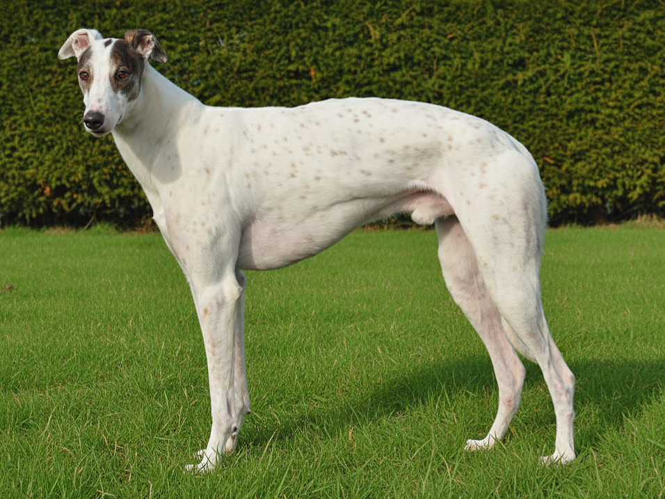 A white and gray dog with short fur, standing on green grass with a hedge in the background.