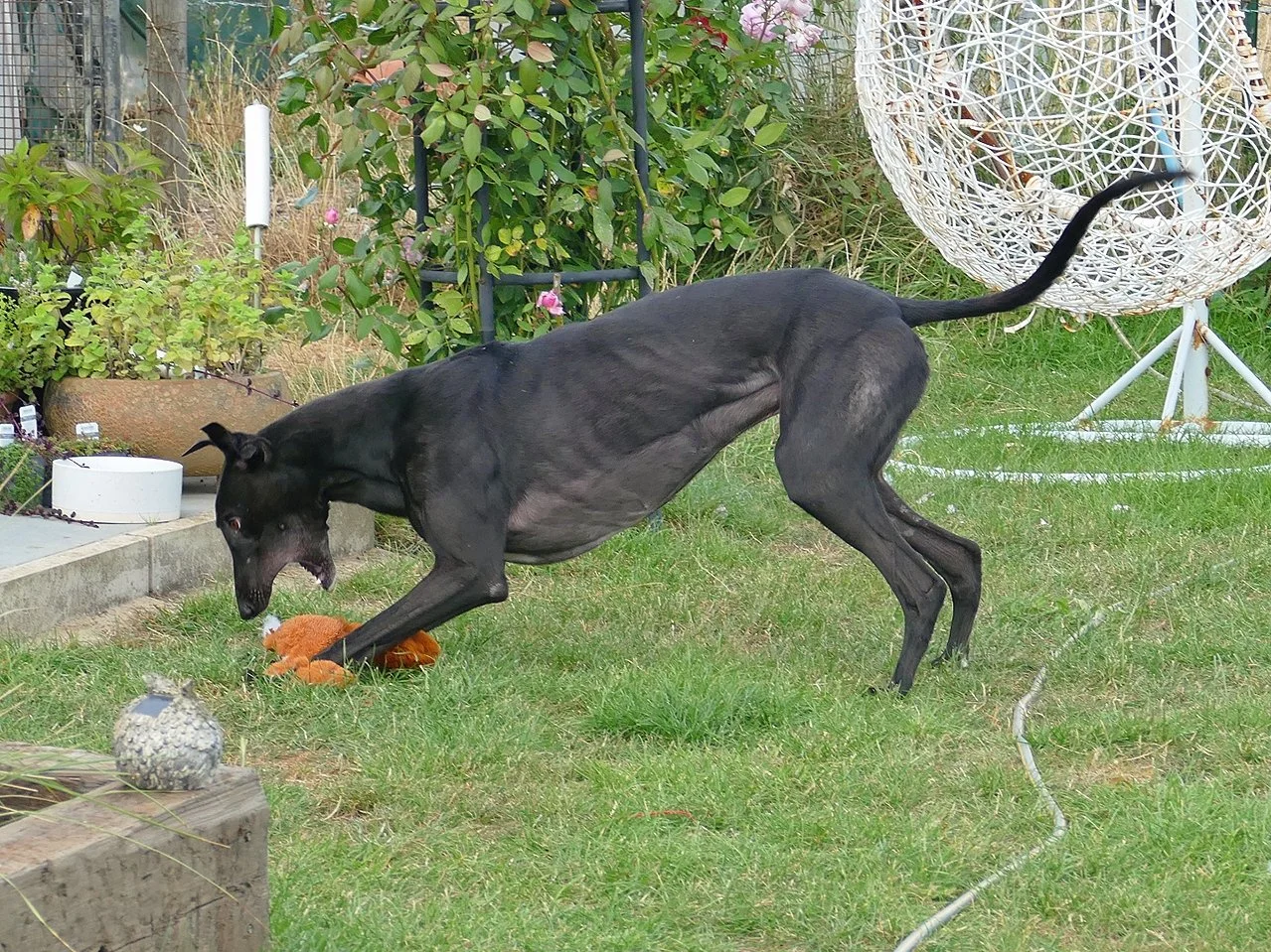 A black dog playing with an orange plush toy on a grassy yard, with a hanging white wicker chair, plants, and garden decorations in the background.