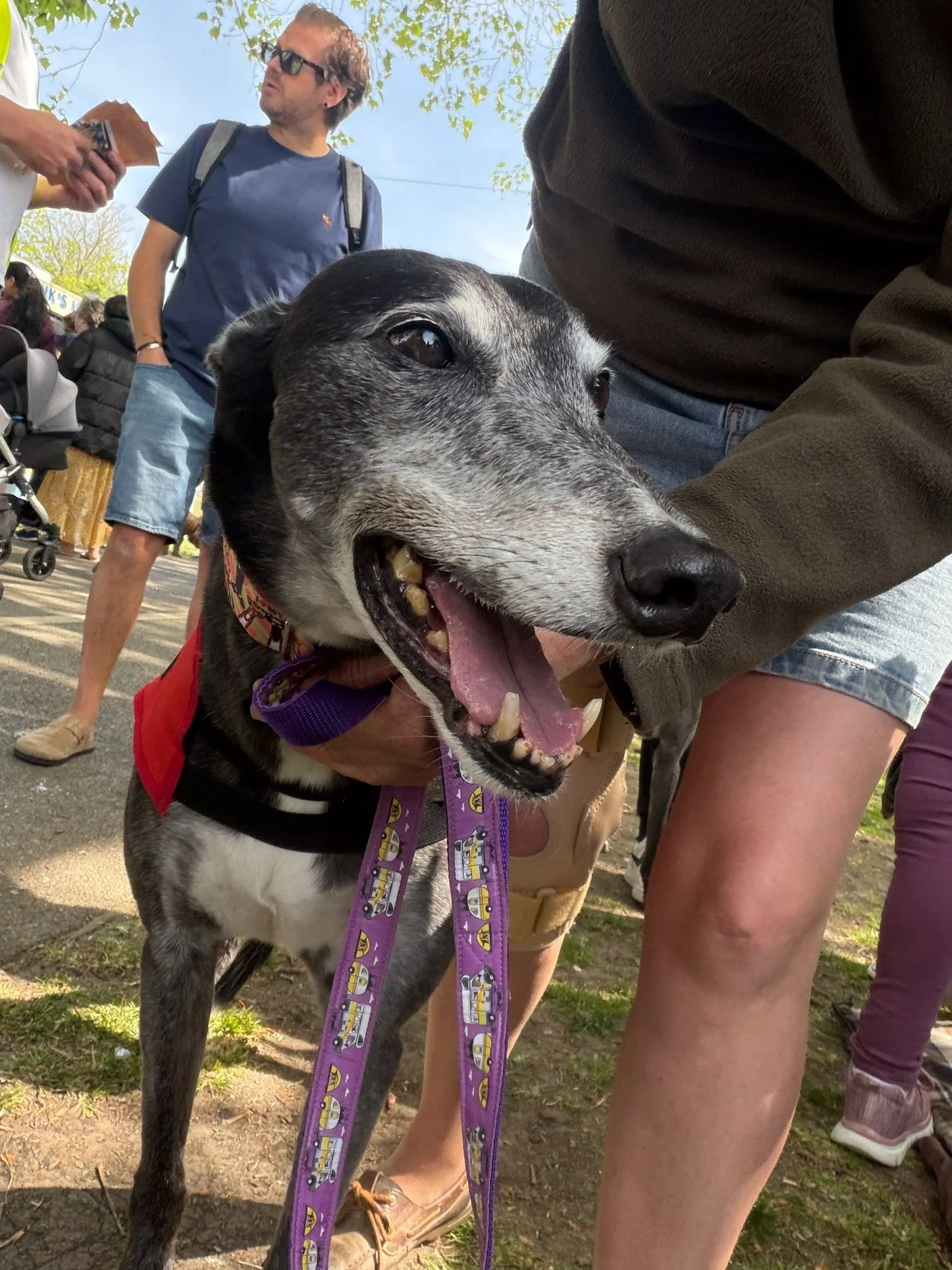 Close-up of a happy black and gray dog with its mouth open, wearing a red harness and purple leash, surrounded by people at an outdoor event.