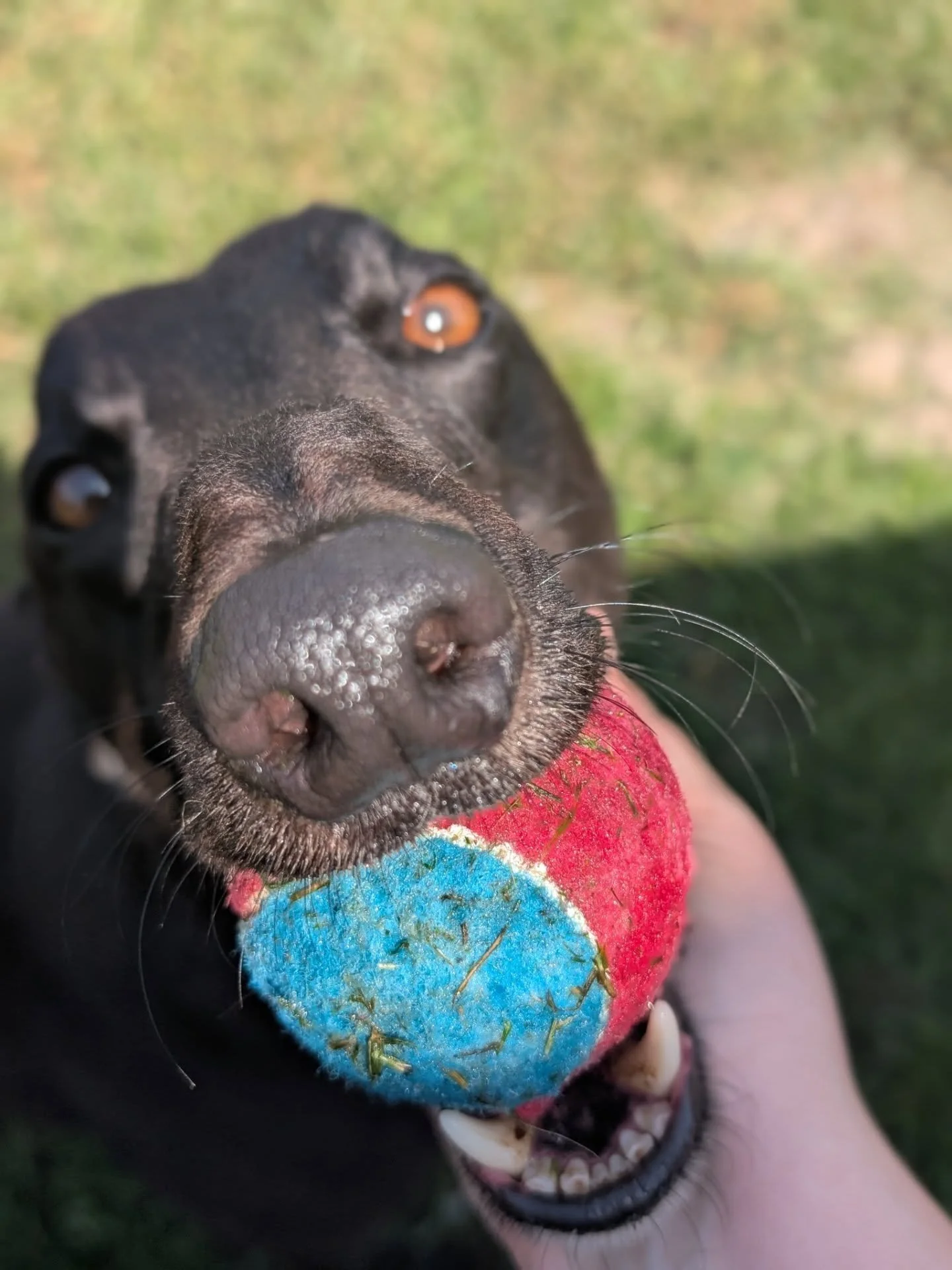 Close-up of a black dog's face with an orange eye, biting a colorful ball with red, blue, and yellow sections, outdoors on grass.