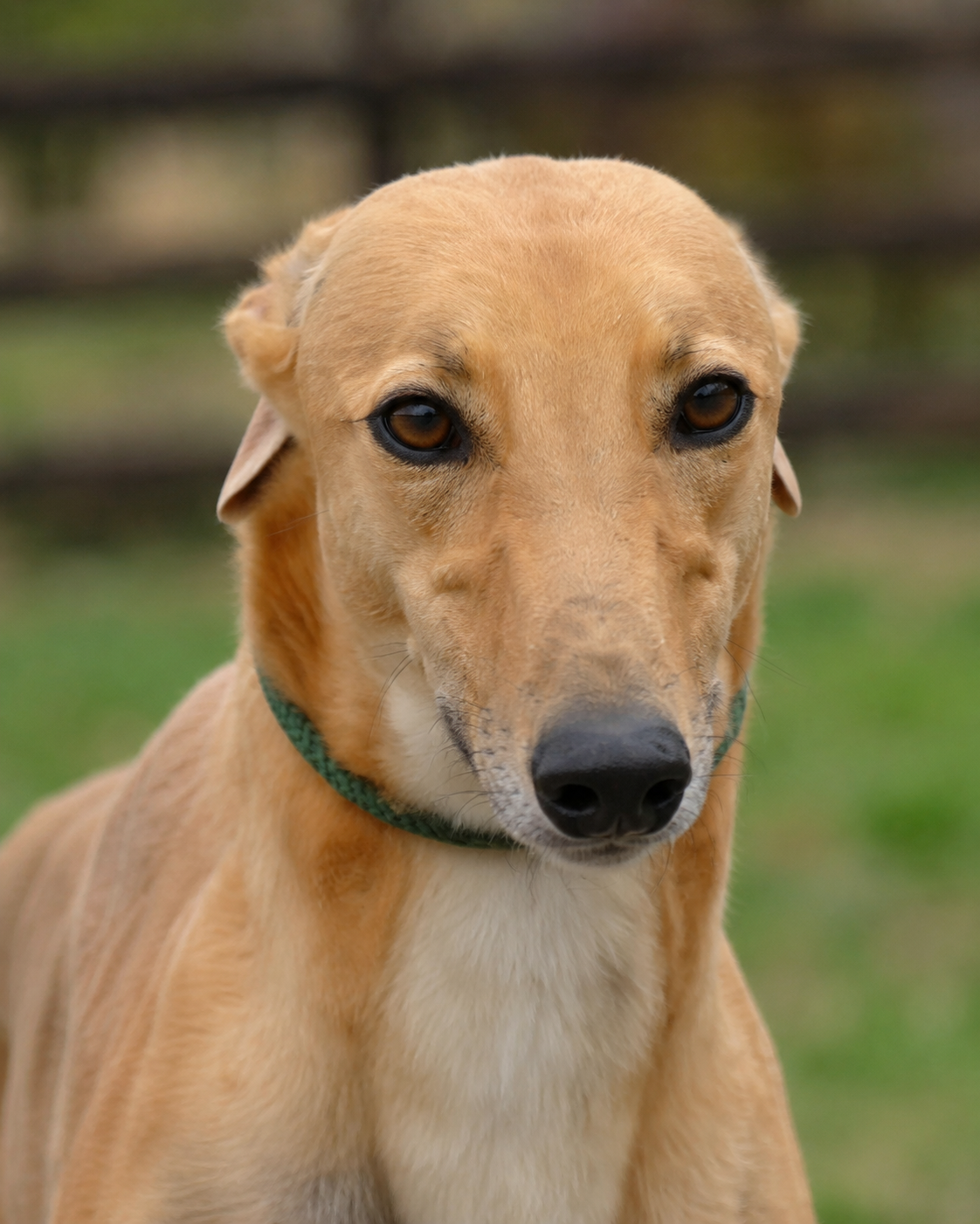 Close-up of a tan dog with a green collar, looking directly at the camera with a blurred outdoor background.