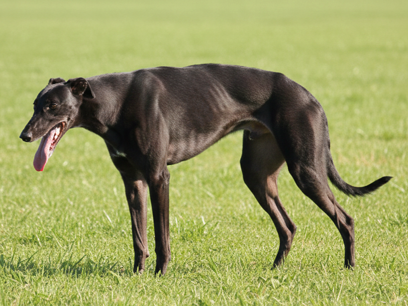A black greyhound dog standing on a green grassy field with a blurred background.