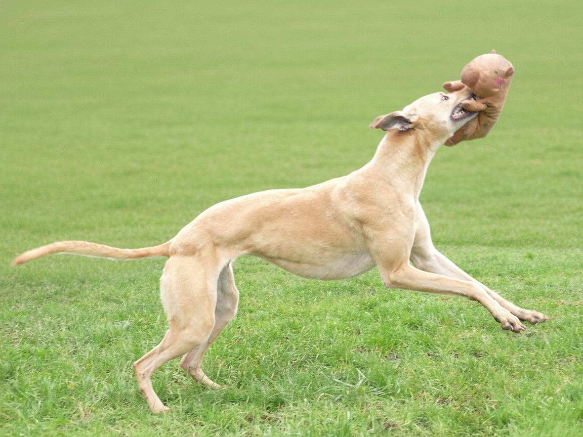 A Weimaraner dog catching a plush toy in its mouth while running on a grassy field.