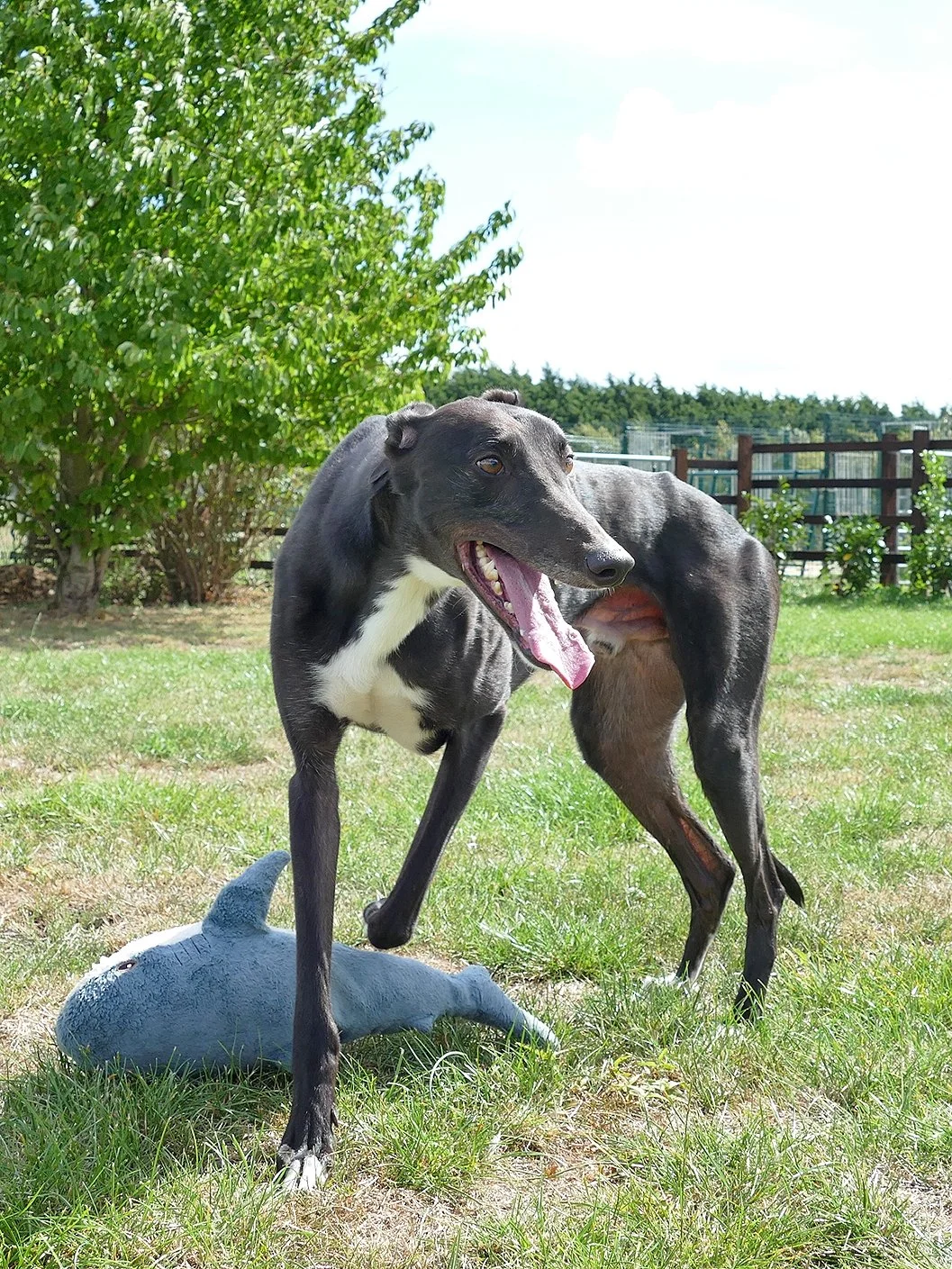 A playful black dog with a white chest and face markings standing on grass in a backyard, with a plush toy lying on the ground nearby under a sunny sky.