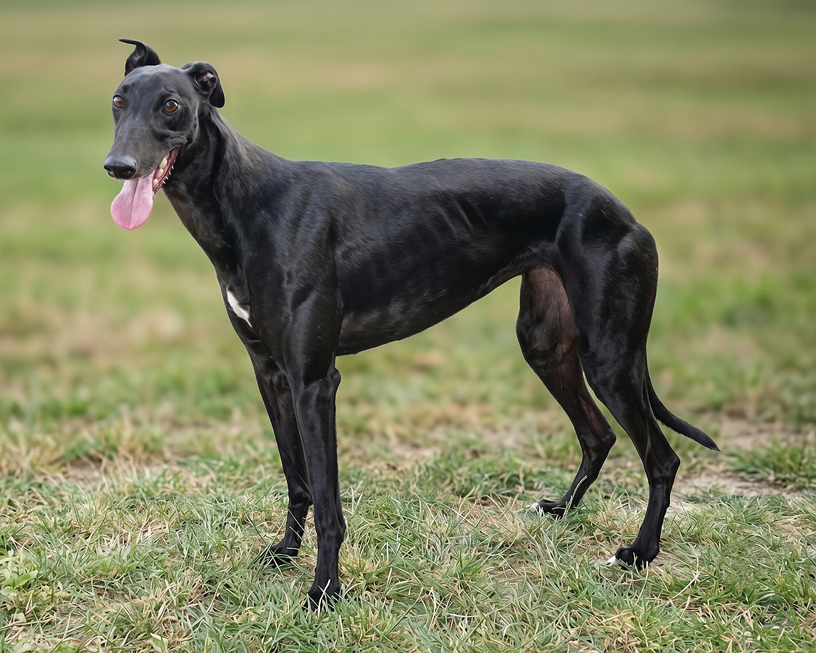A black greyhound dog standing on grass with its tongue out and ears perked up.
