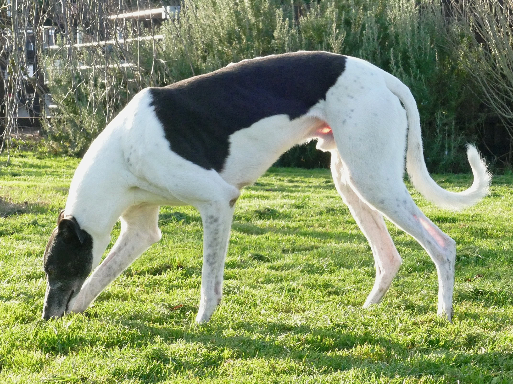 A black and white Greyhound dog with a lean body and long legs, head moon against the grass grazing in a backyard with greenery and bushes.