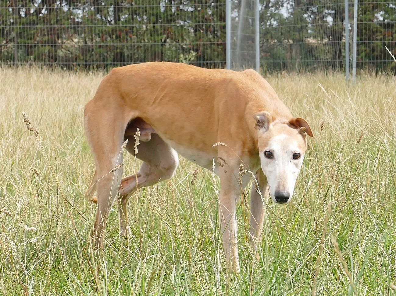 A tan dog standing in tall grass in a fenced outdoor area, looking at the camera.