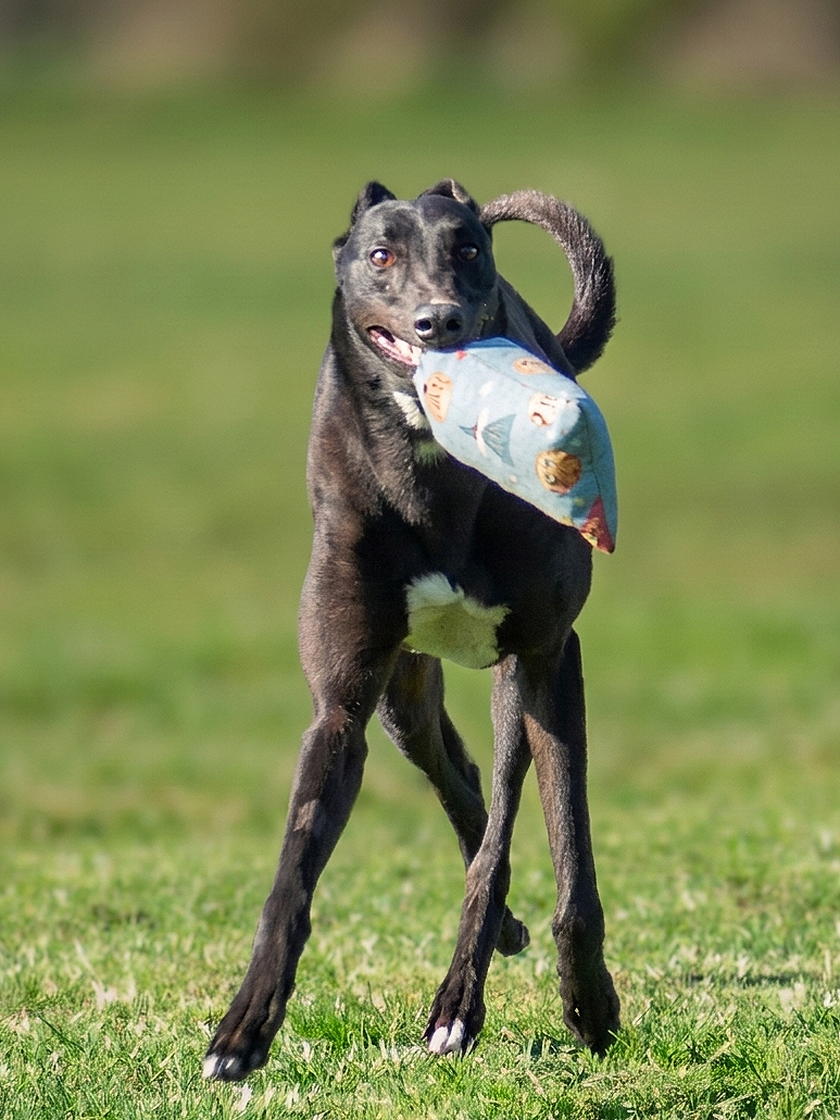 A black dog holding a colorful fabric in its mouth while running on a grassy field.