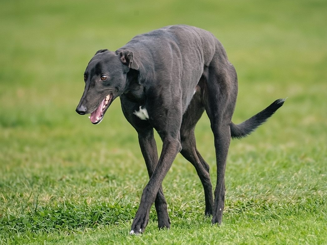 A black greyhound walking on grass with a playful expression, mouth open and tongue out.