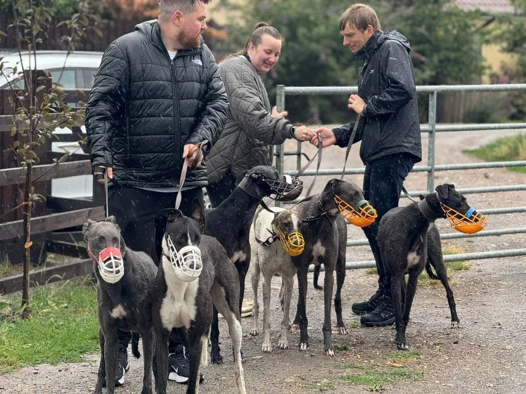 Three people with six dogs wearing muzzles standing near a gate, with the woman exchanging something with the man on the right in an outdoor setting.