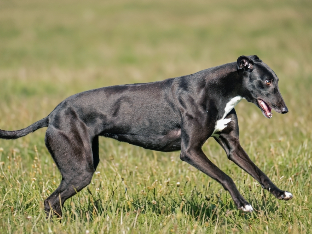 A black and white dog running on a grassy field.