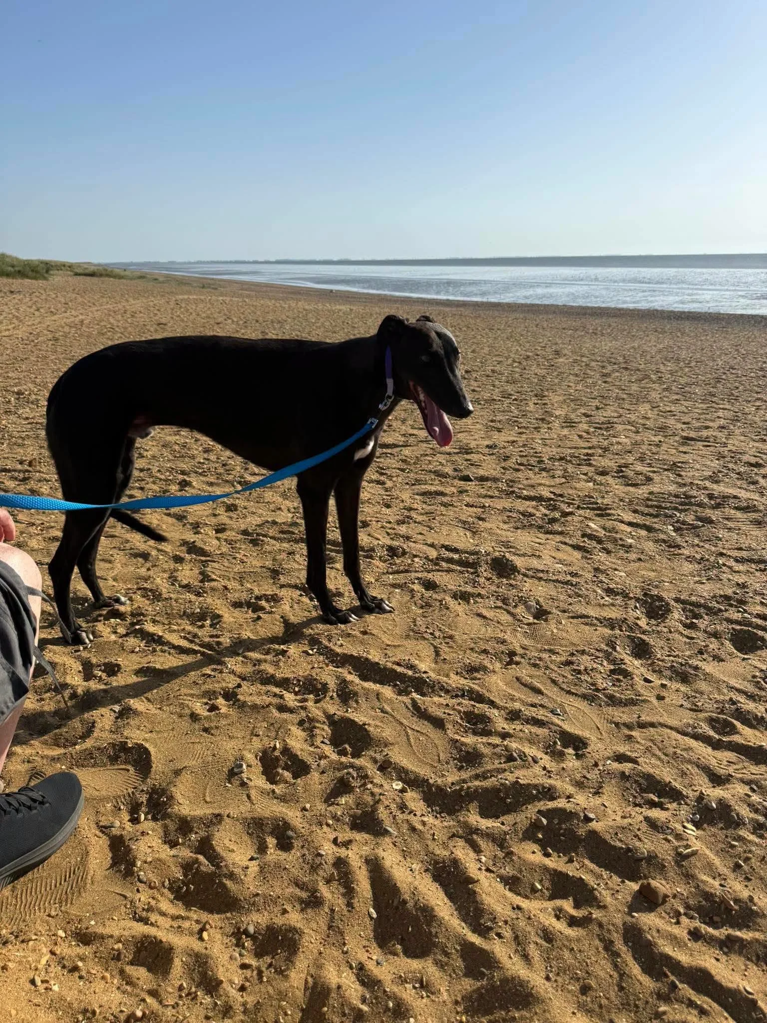 A black dog with a blue leash standing on a sandy beach near the water under a clear blue sky.