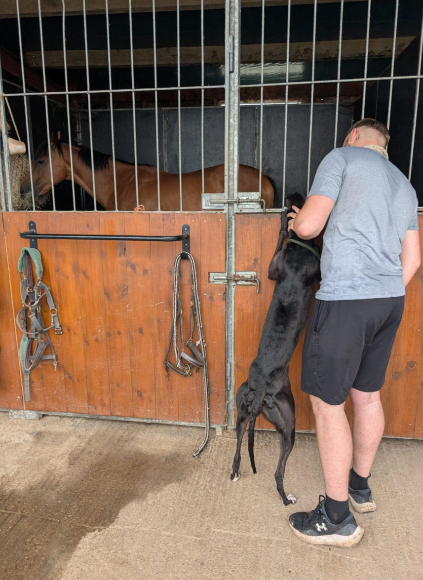 A person in gray t-shirt and black shorts interacting with a tall black dog at a horse stable. The dog is standing on its hind legs, leaning against the person's chest, near a stall with a brown horse.