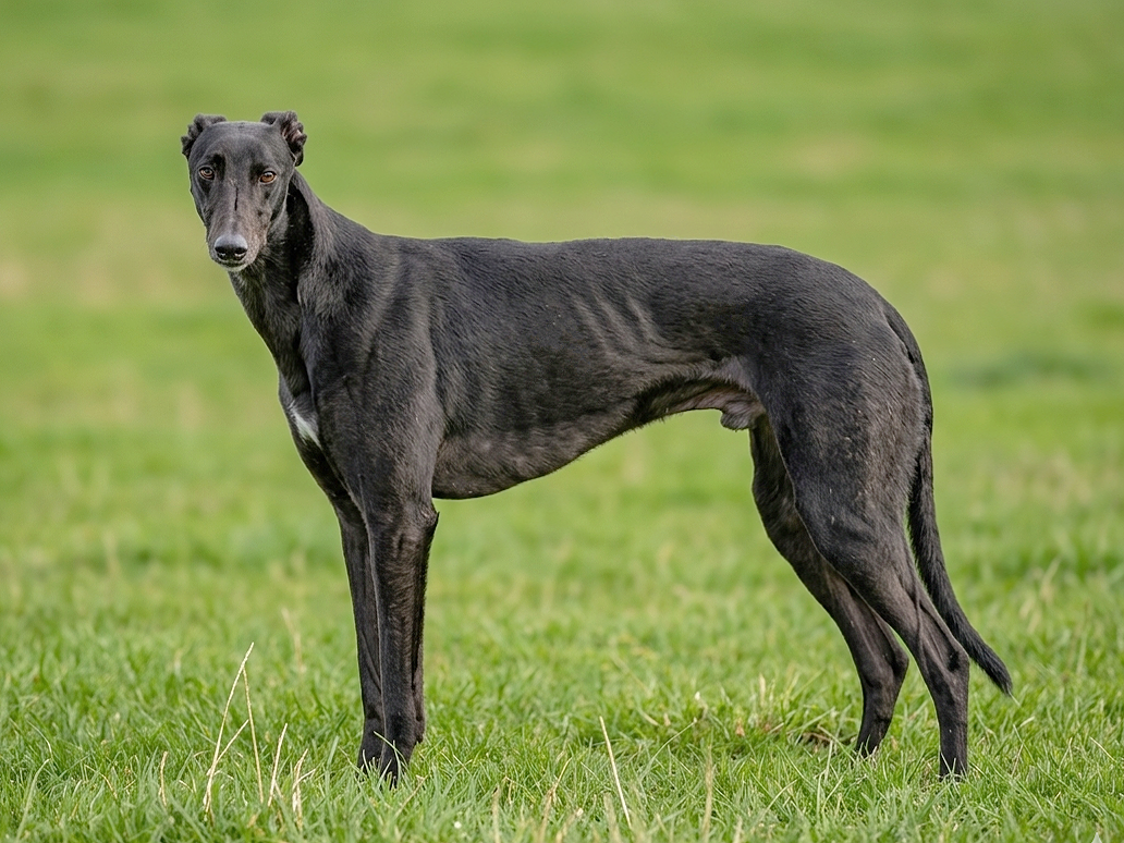 A slender black greyhound standing on green grass with a blurred grassy background.