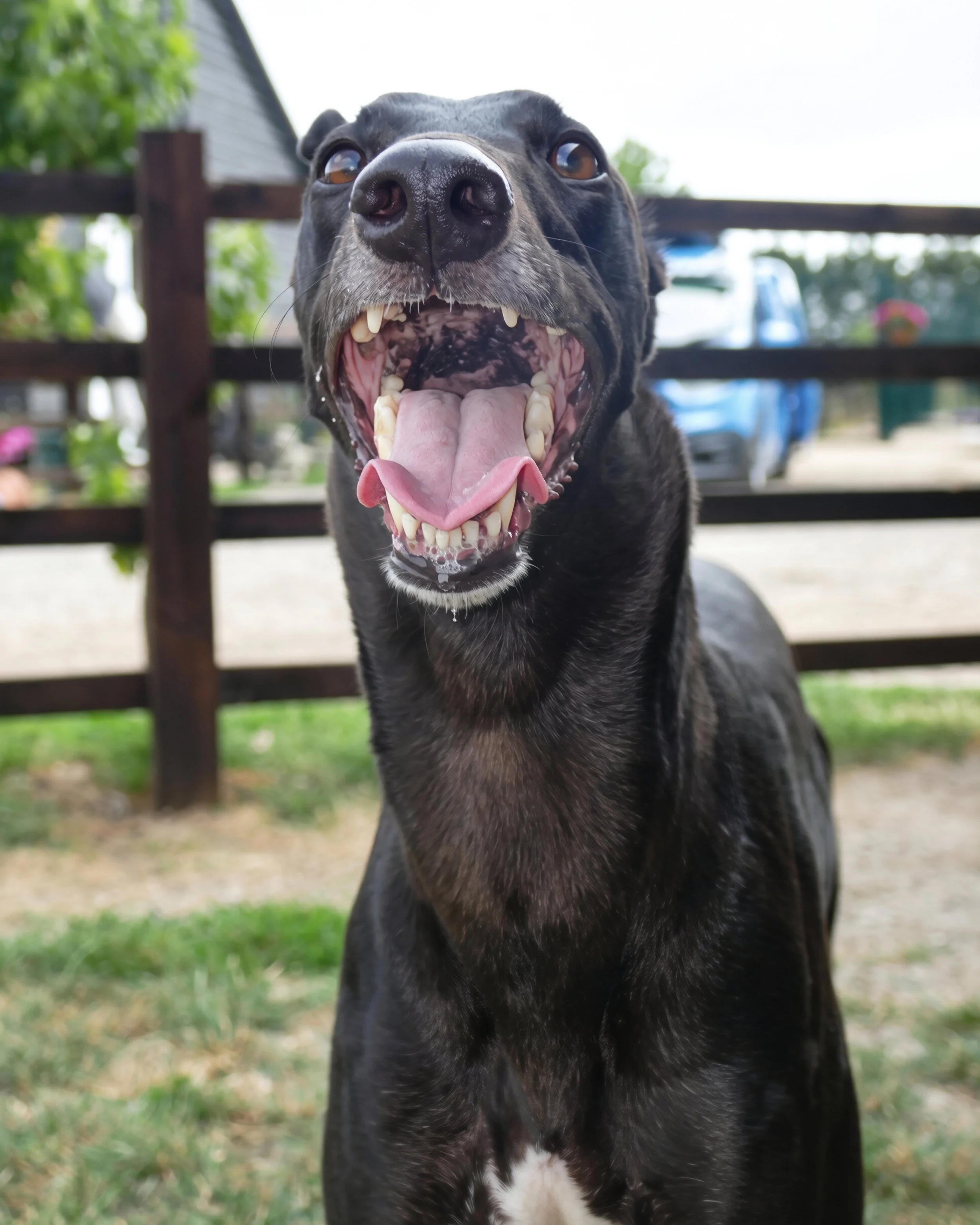 Close-up of a black dog with its mouth open, tongue out, and teeth visible, outdoors with a blurred background of a wooden fence, green grass, and trees.