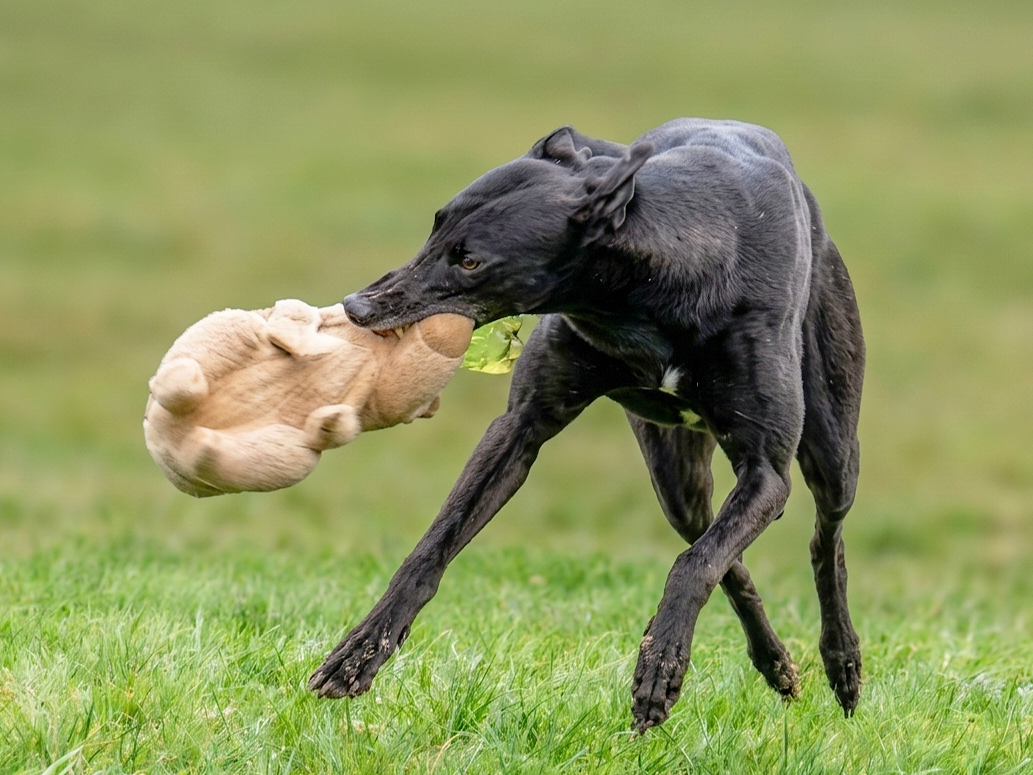 A black and tan dog playing with a large, light-colored plush toy in a grassy outdoor area.