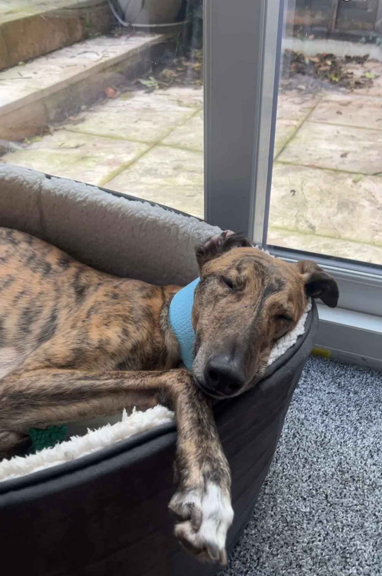 Raffy (Rathcoole Rebel)