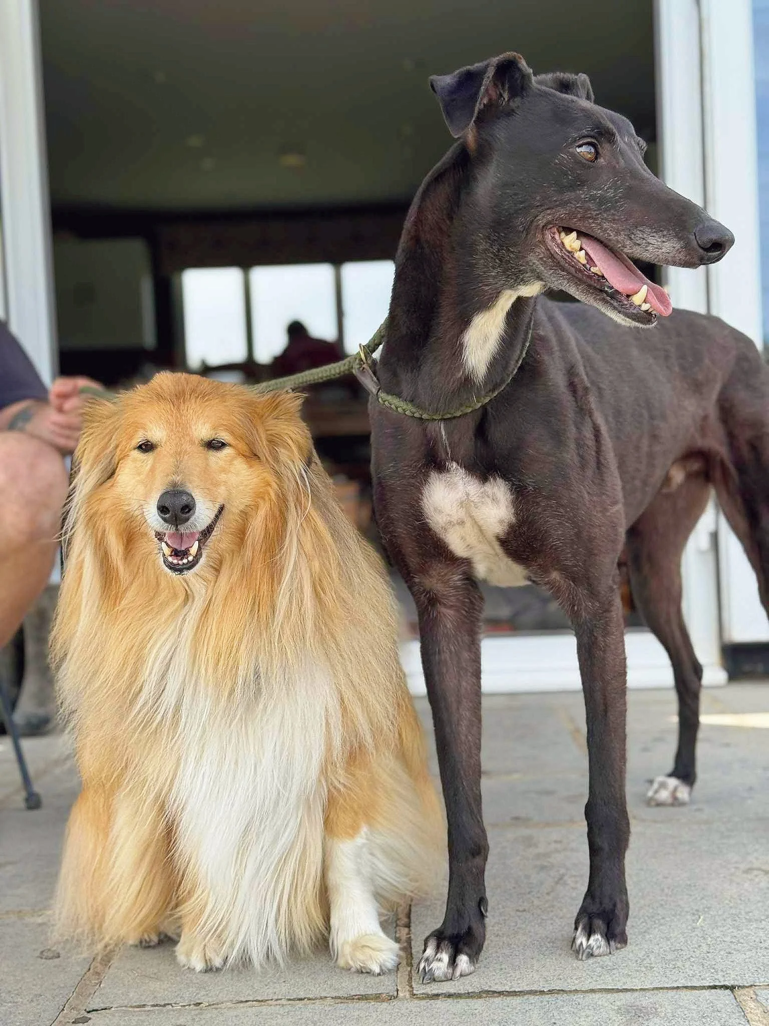 A fluffy golden retriever dog sitting next to a tall black dog with a white patch on its chest, both smiling, standing on a concrete porch with a house in the background.