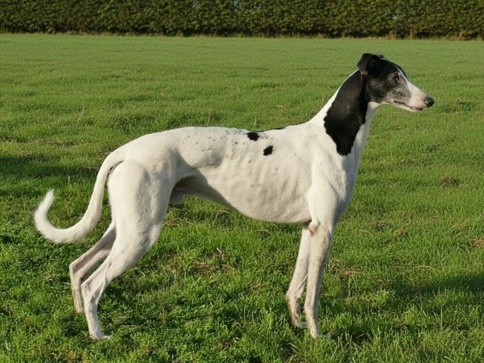 A white and black dog standing on a grassy field with a background of trees.