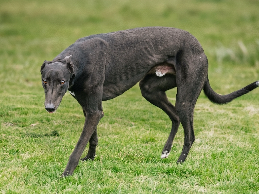 A black greyhound runs on green grass, looking directly at the camera.
