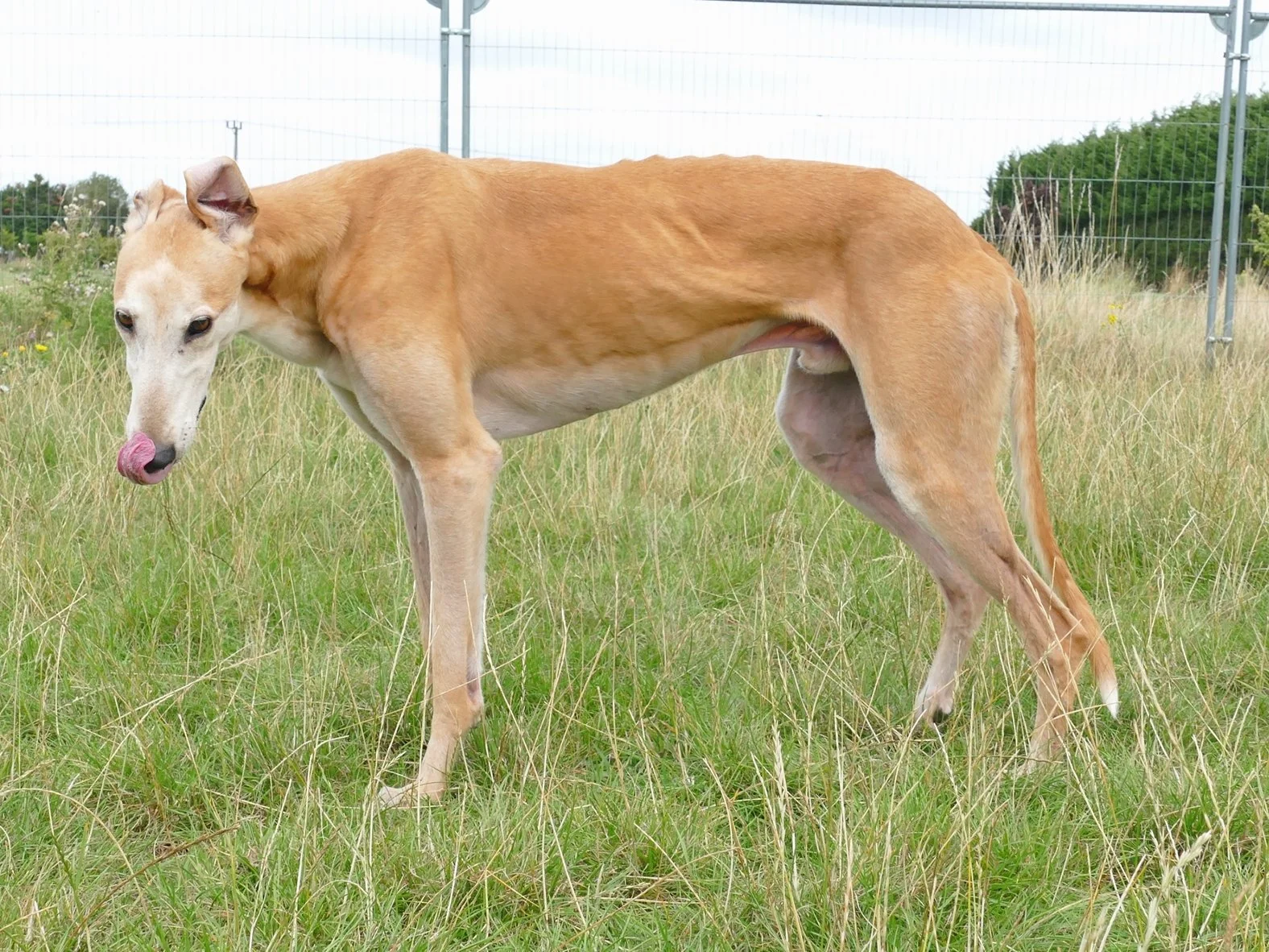A light brown greyhound dog standing in a grassy field with a chain-link fence in the background.