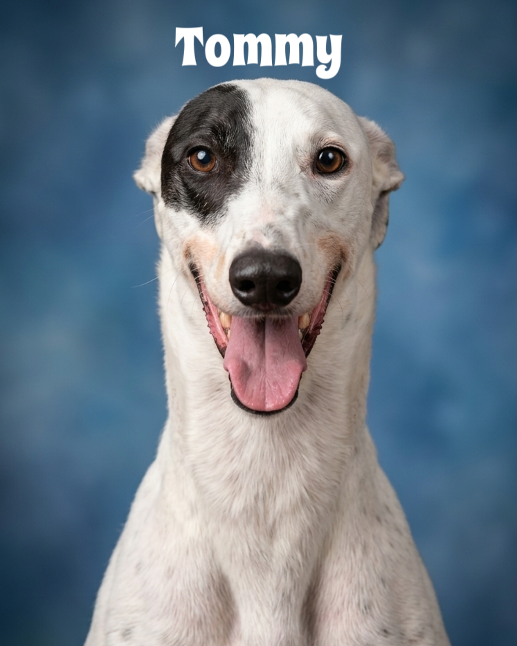 A smiling white dog with black spots, one ear up and one ear down, against a blue background with the name "Tommy" written above.