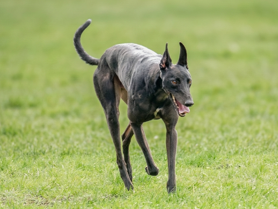A black Greyhound dog running on a grassy field.