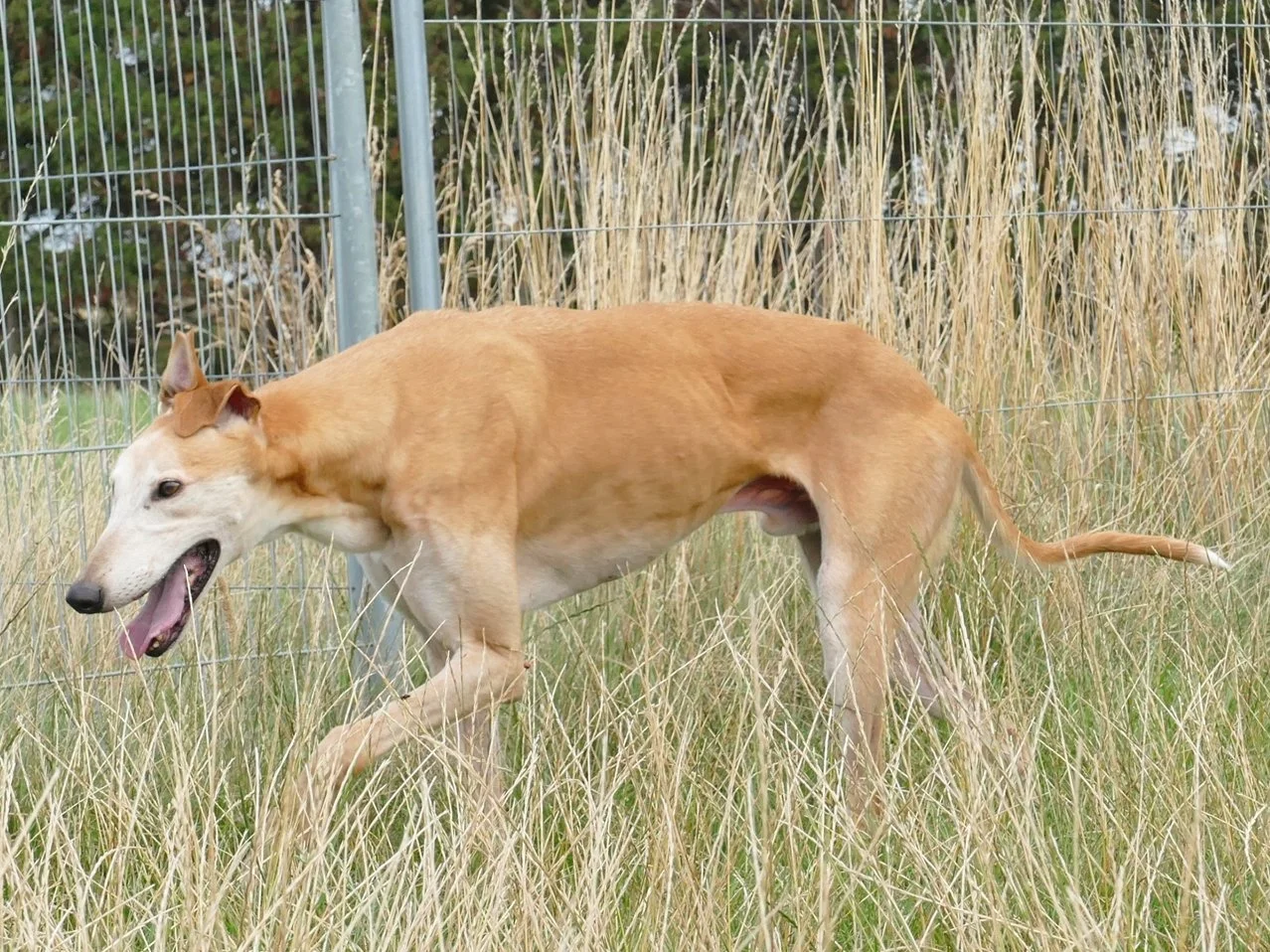 A tan-colored dog with a slender build walking through tall grass next to a metal fence, with trees in the background.