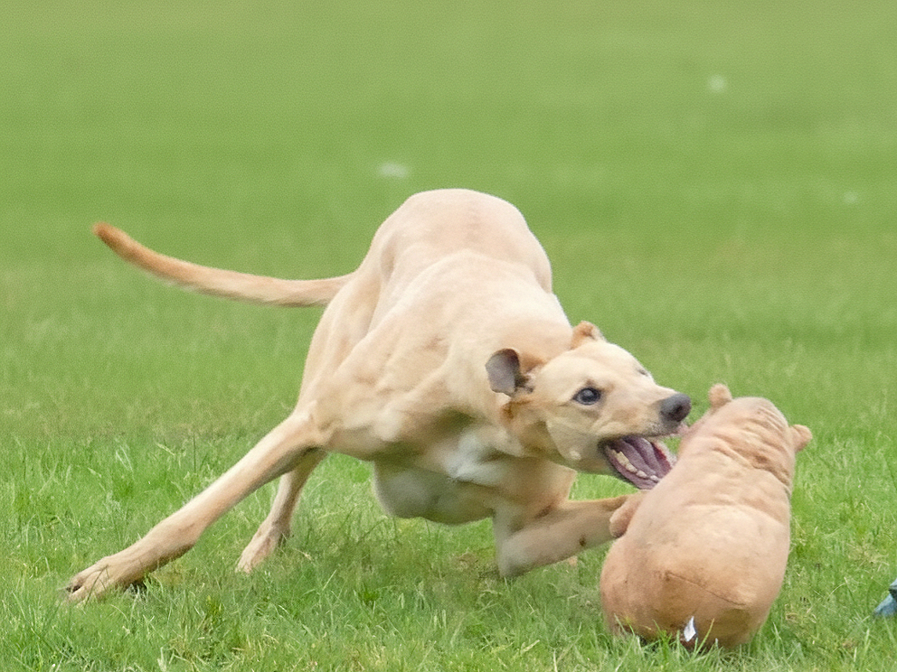 Dog playfully biting a small stuffed animal in a grassy field.
