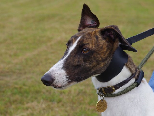 Ben (Fortfield Glory)