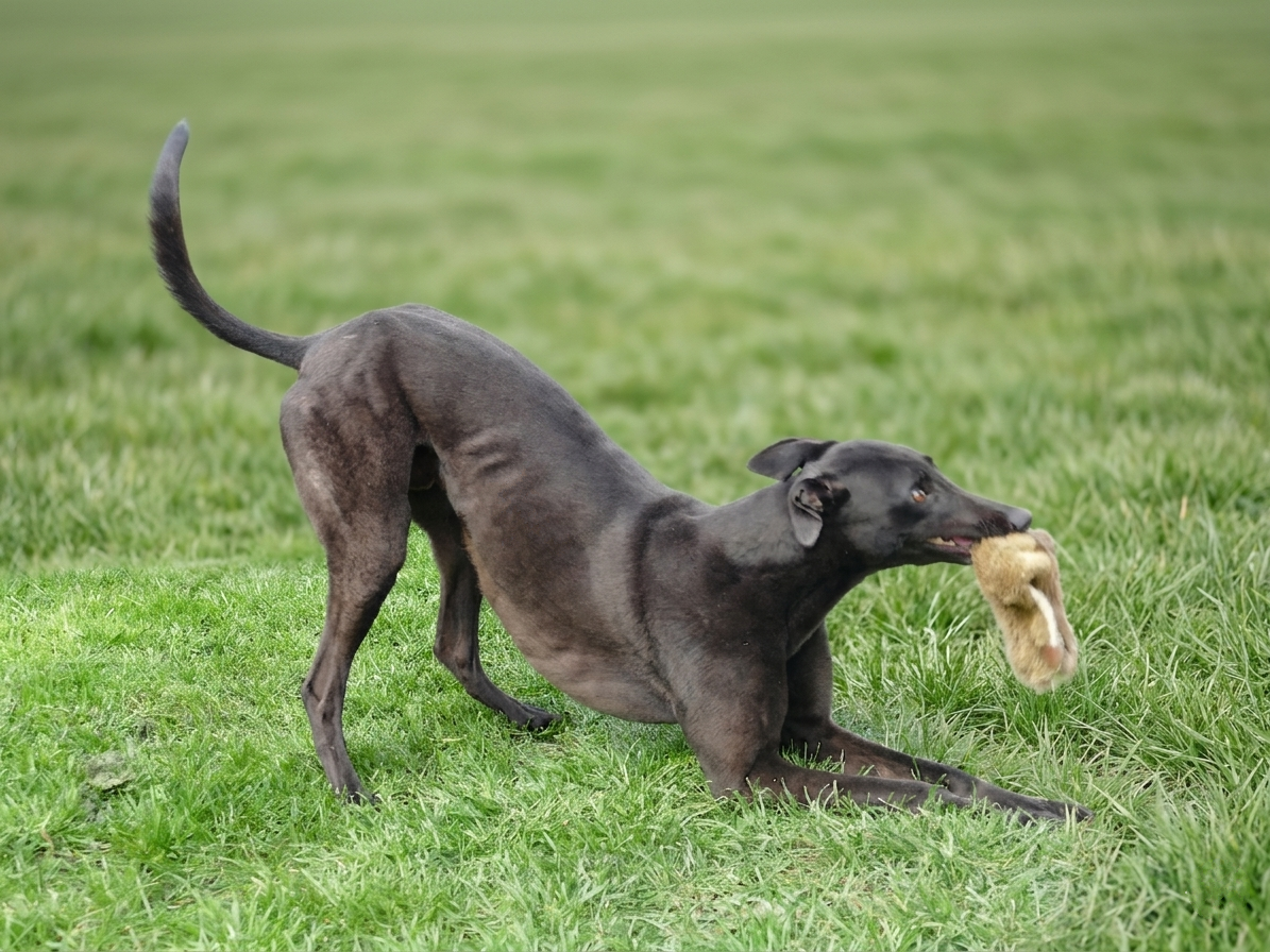 A black dog playing on grass with a stuffed animal in its mouth.