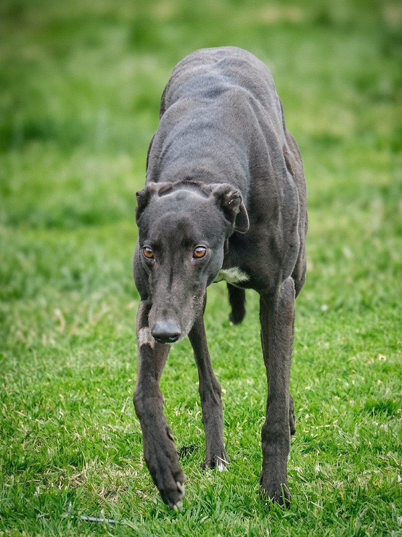A black dog with amber eyes walking on green grass, looking downward toward the camera.