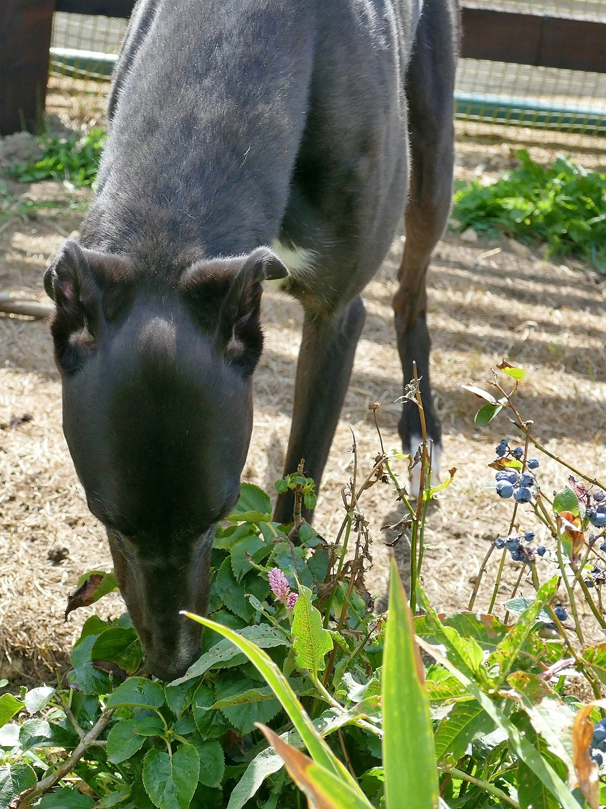Close-up of a black horse grazing on green plants in an outdoor pen with a wire fence and some purple and blue berries.
