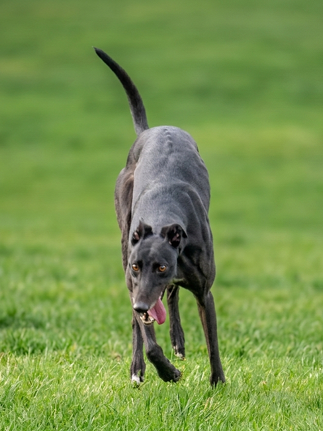 A black greyhound running on a grassy field with its tongue out and ears back.