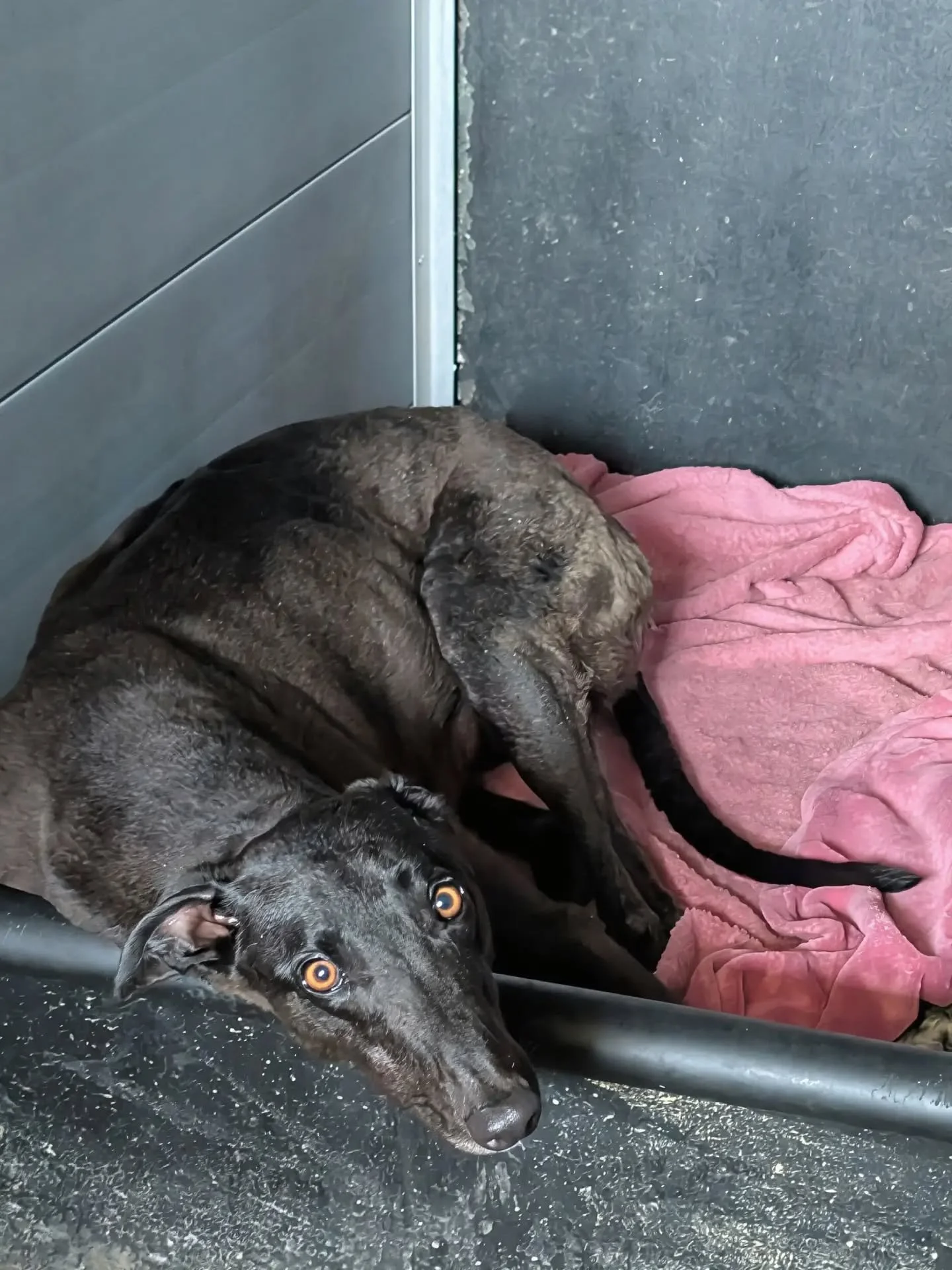 A black dog with brown eyes lying on a pink blanket inside a kennel, looking up with water around its head.