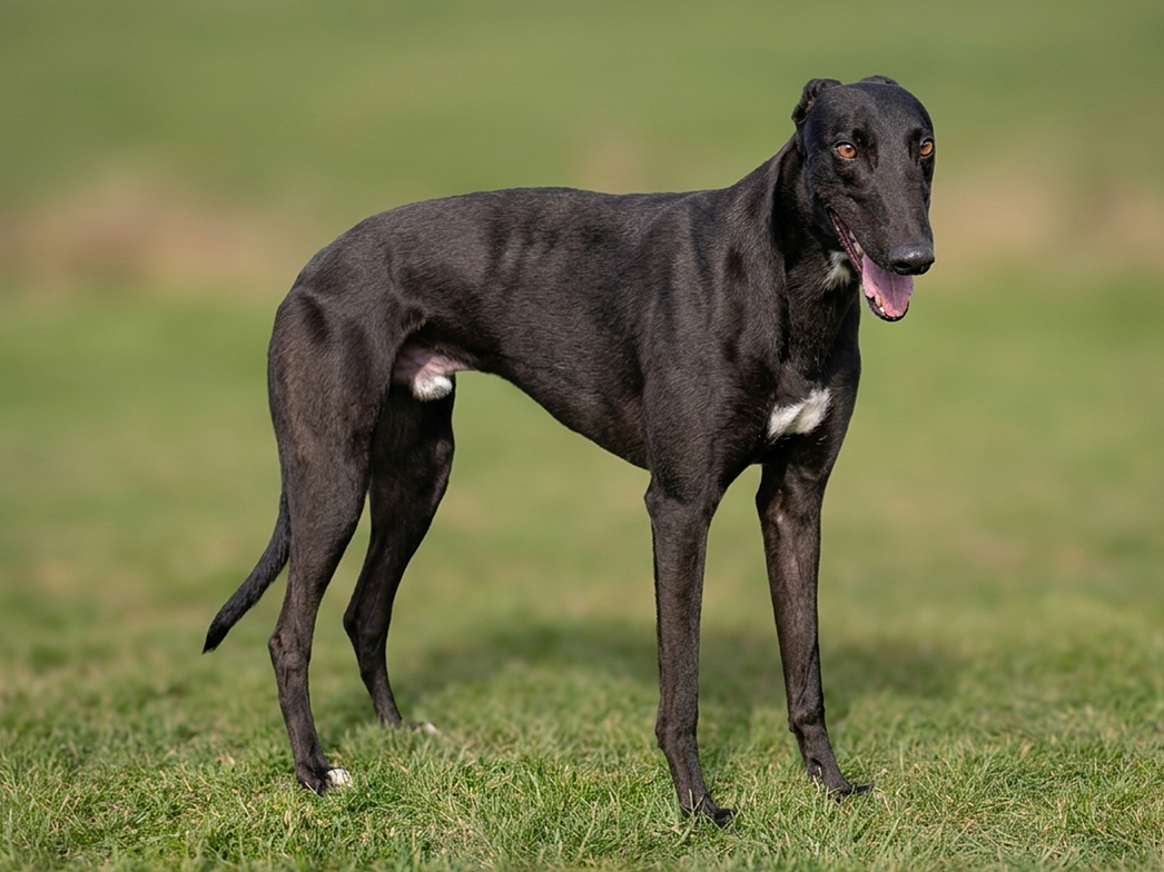 A black greyhound dog standing on grass with an open mouth and pink tongue showing.