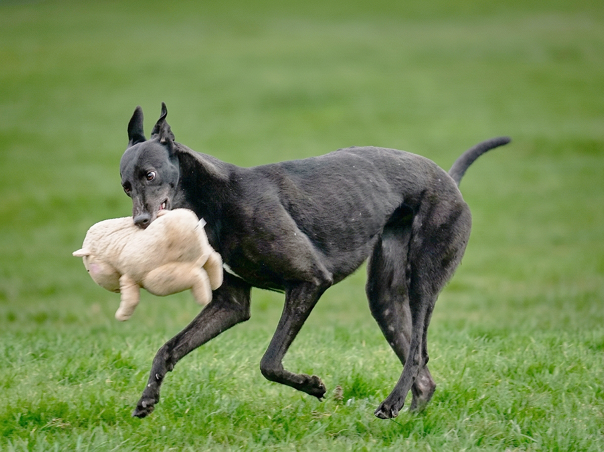 A dog running on a grassy field carrying a toy sheep in its mouth.