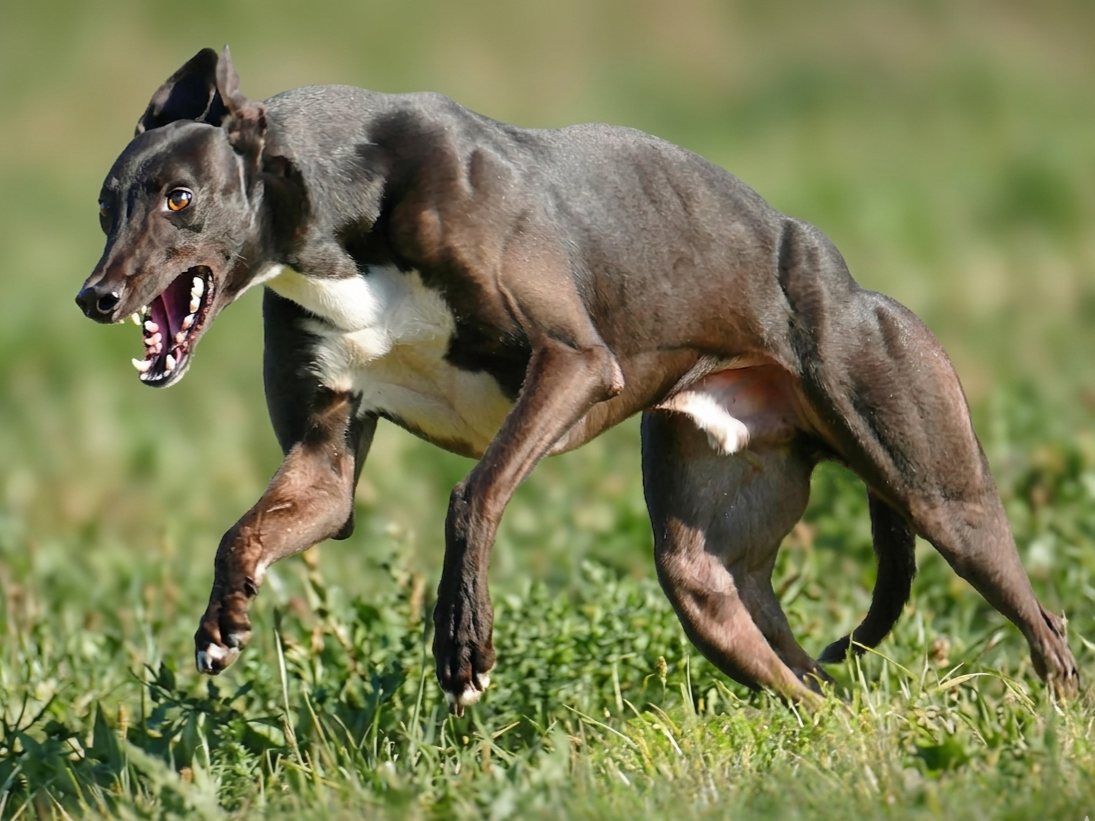 A digitally manipulated image of a dog with the body of a cheetah, running on grass with its mouth open and teeth showing.
