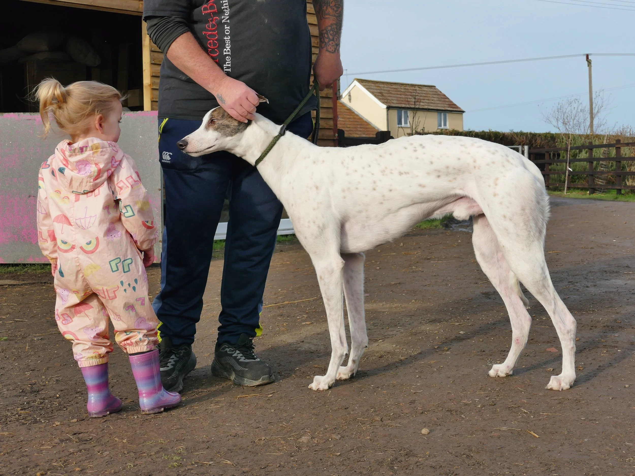 A young girl with blond hair in a ponytail, wearing a pink patterned raincoat and matching rain boots, stands next to a man holding a large white and brown dog on a leash. The scene appears to be outdoors on a dirt ground, with houses and a fence in 