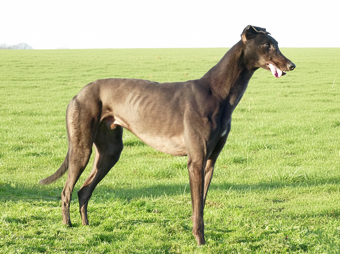 A hairless dog standing on green grass in a field with an overcast sky.