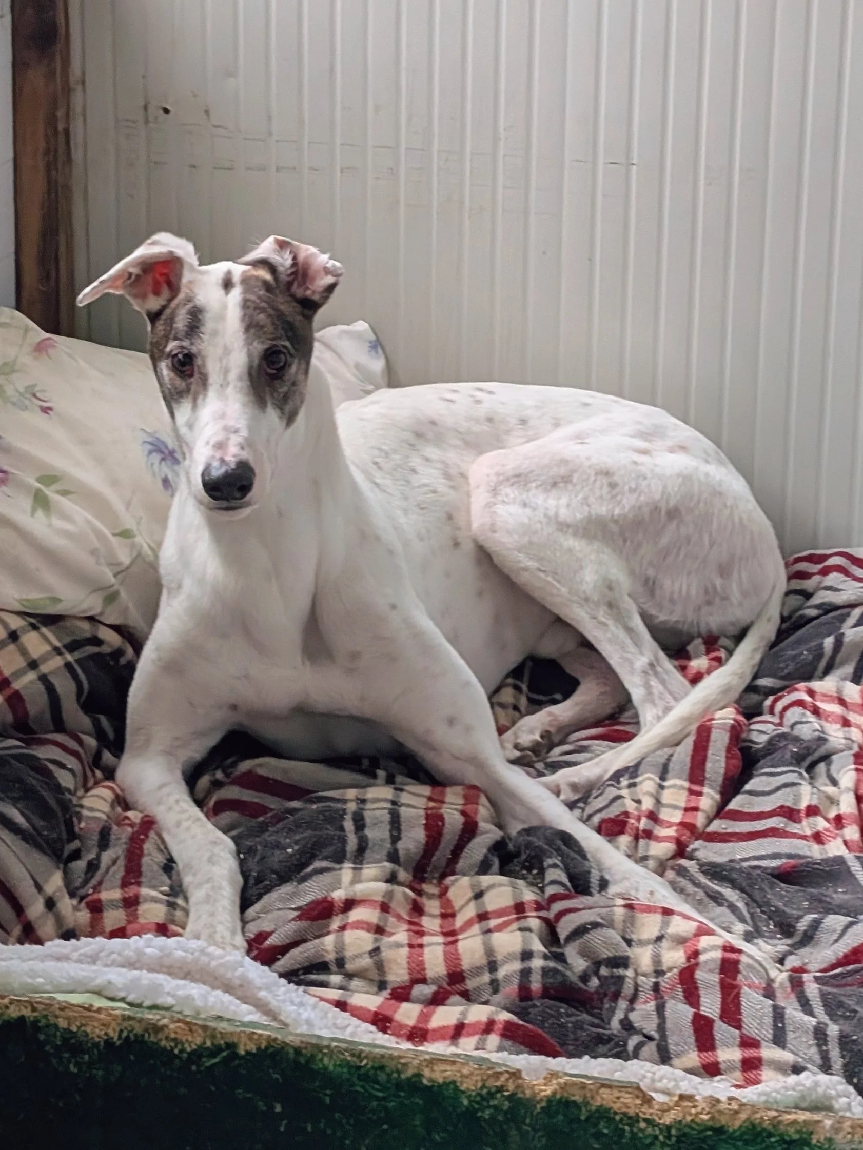 A white and gray spotted dog lying on a bed with patterned blankets and pillows, in a room with wooden and white paneled walls.
