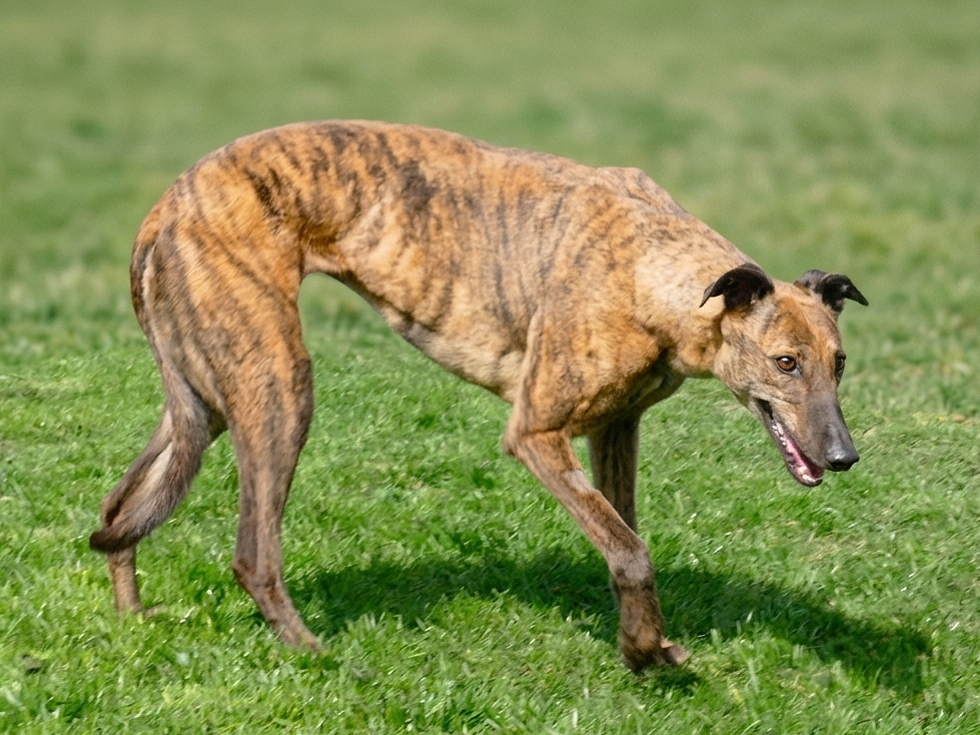 A brown brindle dog with a sleek body, long legs, and a narrow face standing on green grass.