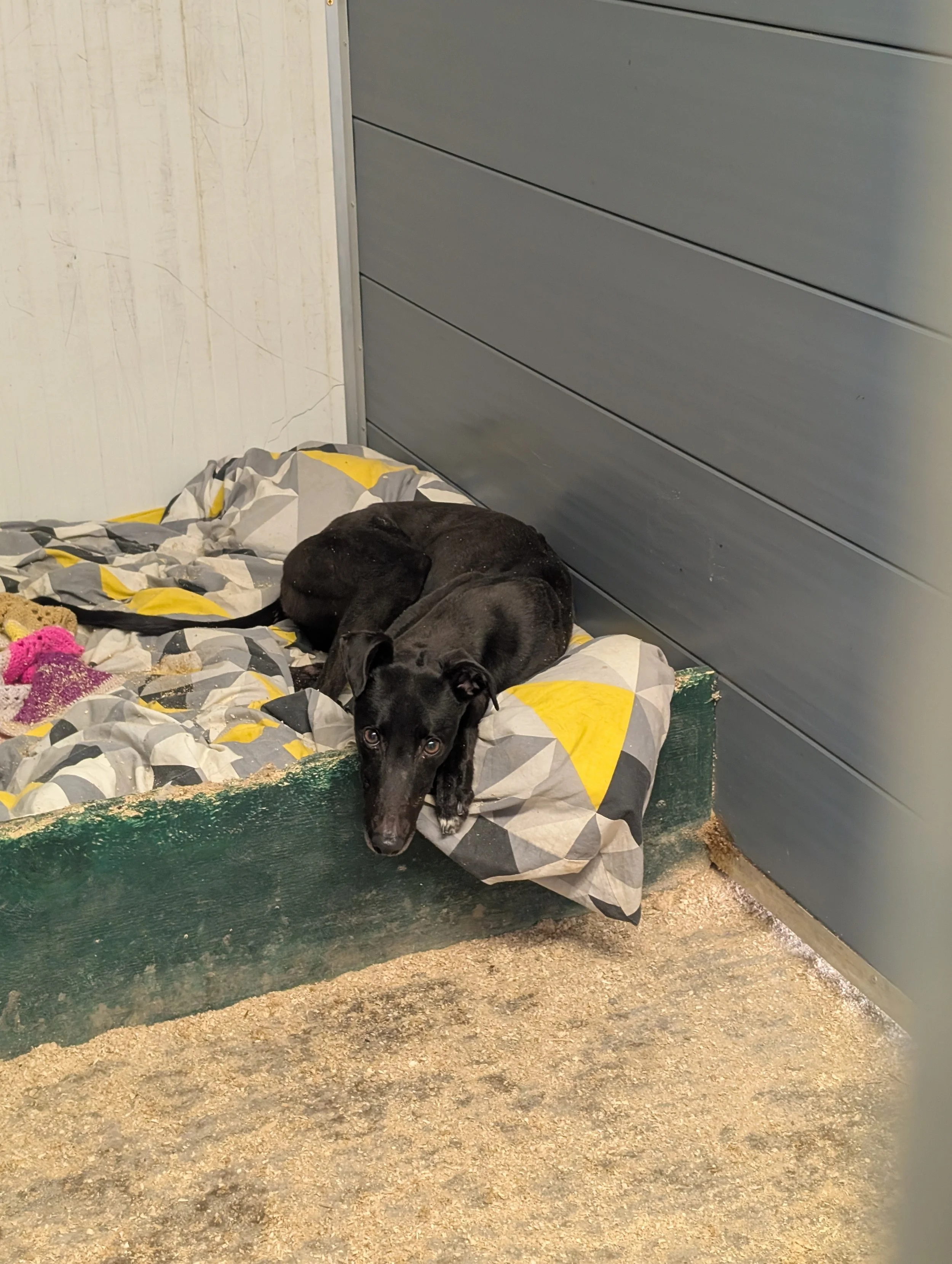 A black dog lying on a bed with a geometric-patterned blanket in a corner next to blue wall paneling and a white wall.
