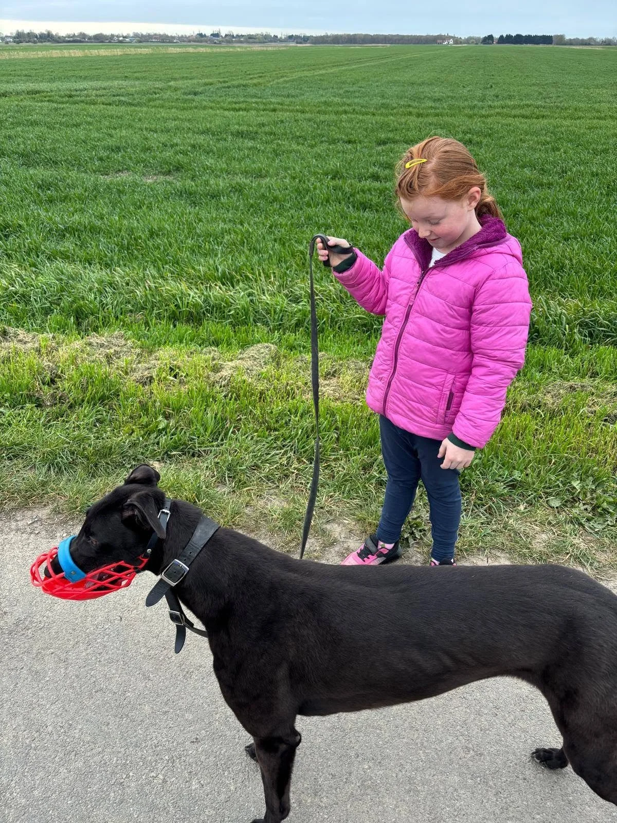 A young girl in a pink jacket holding a leash attached to a black dog with a red muzzle, walking on a paved path beside a green field under a cloudy sky.