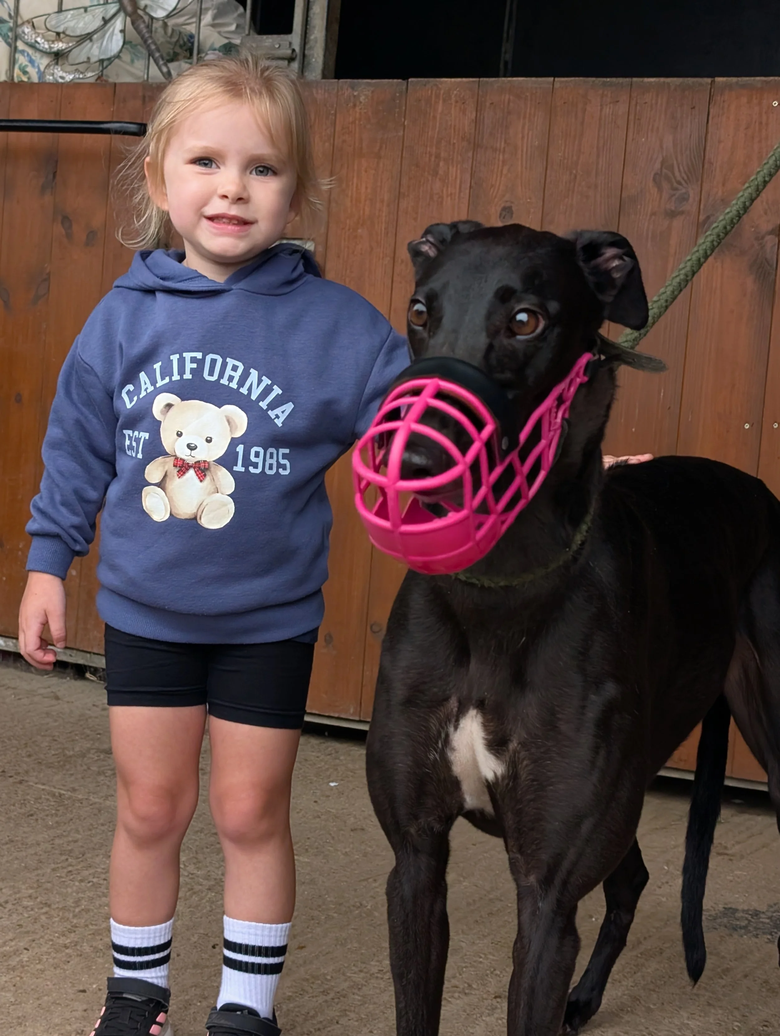 A young girl with blonde hair wearing a blue hoodie with a teddy bear graphic, black shorts, and black shoes with white socks, standing next to a black dog with a pink muzzle in a barn or stable.