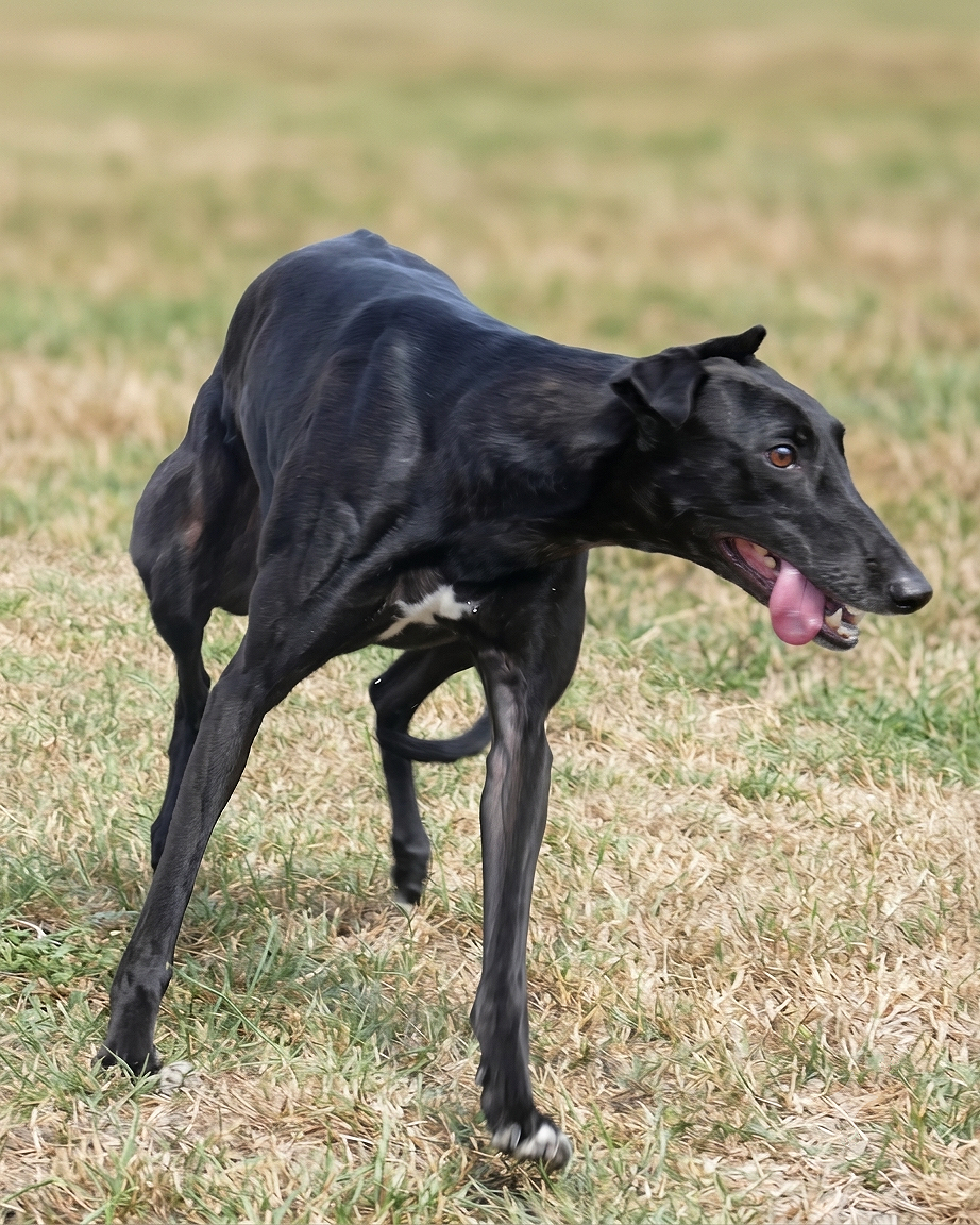 A black dog with a slender build, floppy ears, and a long snout, running on a grassy field with its tongue hanging out.