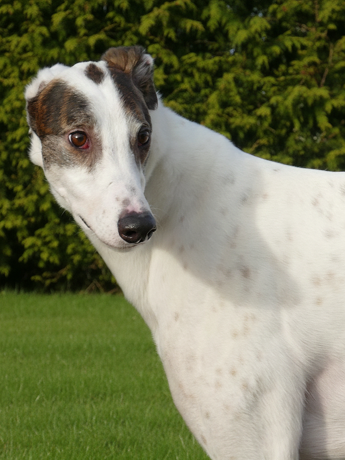 A white and brown brindle dog with a short coat standing outdoors on green grass with foliage in the background