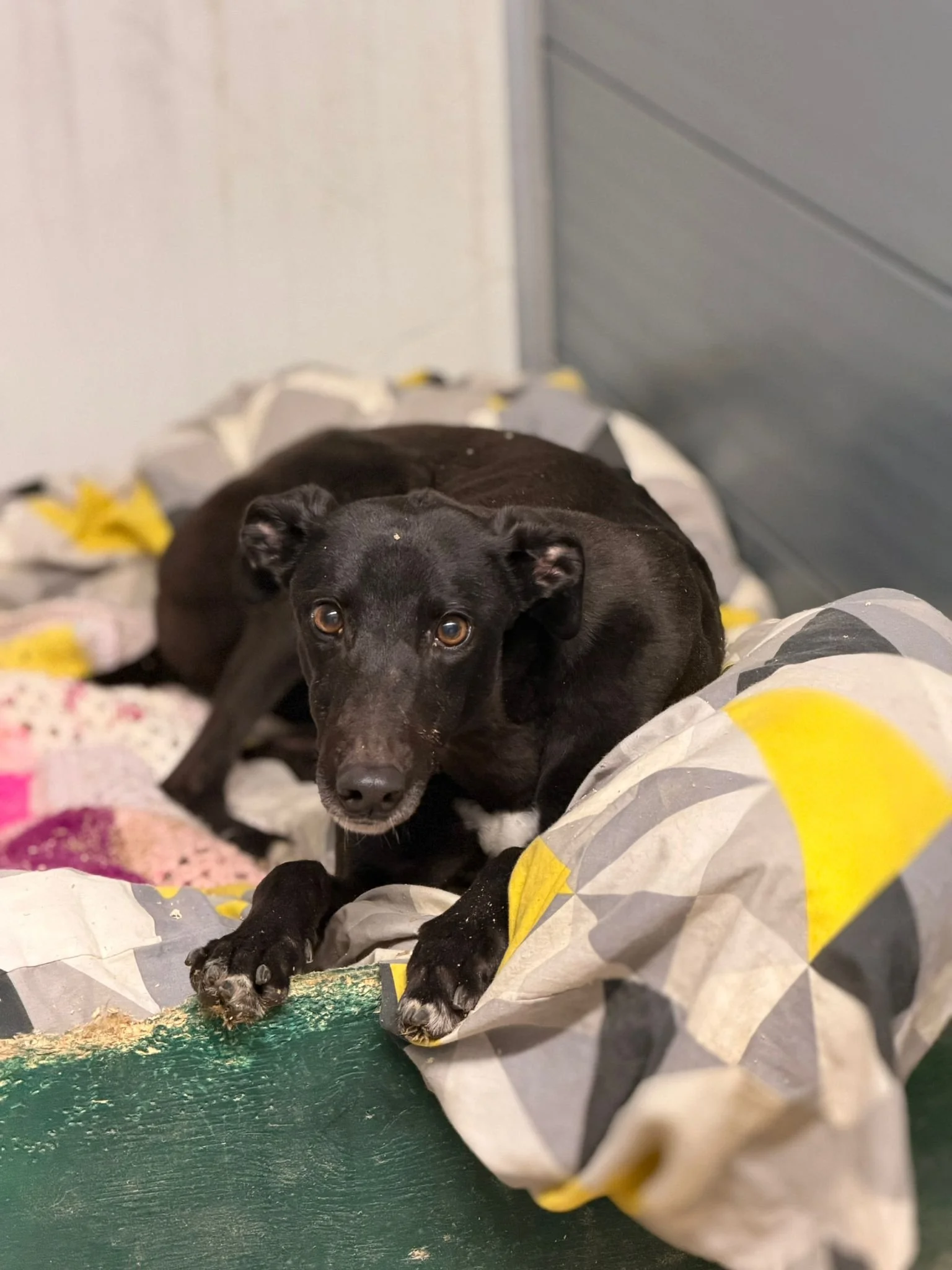 Black dog lying on a colorful quilted blanket inside a room, looking up at the camera.